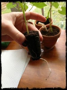 Grow seedlings, grow! Image